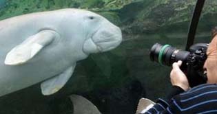 21st anniversary of Sydney Aquarium celebrated 